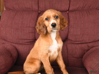 Irish Setter dogs - Ad 2