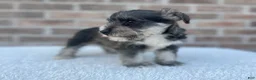 Miniature Schnauzer dogs for sale: Star - Ad 4