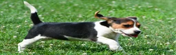 Beagle dogs for sale: Piper - Ad 7