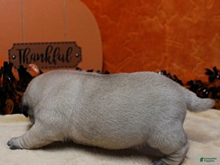 Pug dogs AKC Sandy's Male Puppy 4 - Ad 25