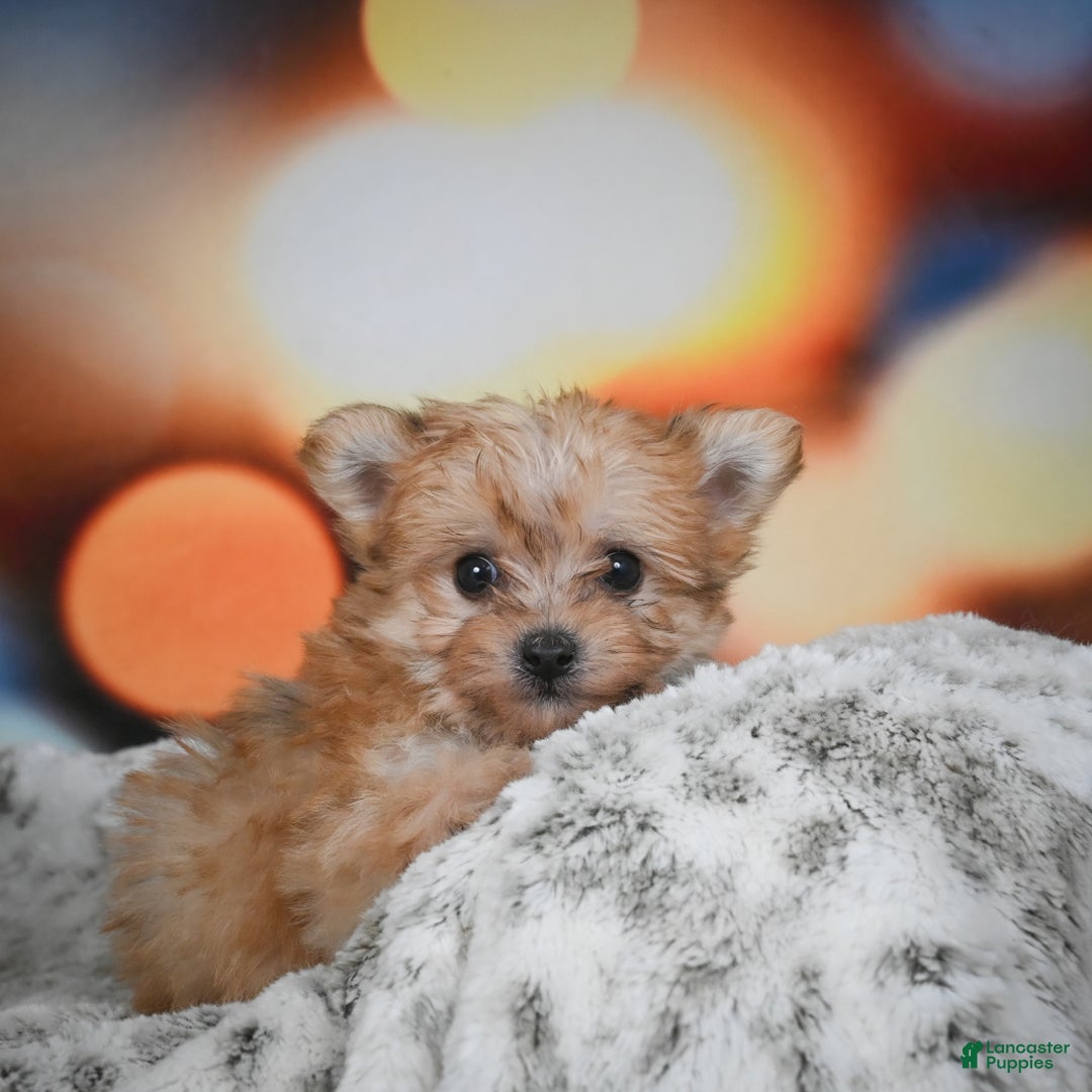 Morkie dogs for sale: mel - Ad 8