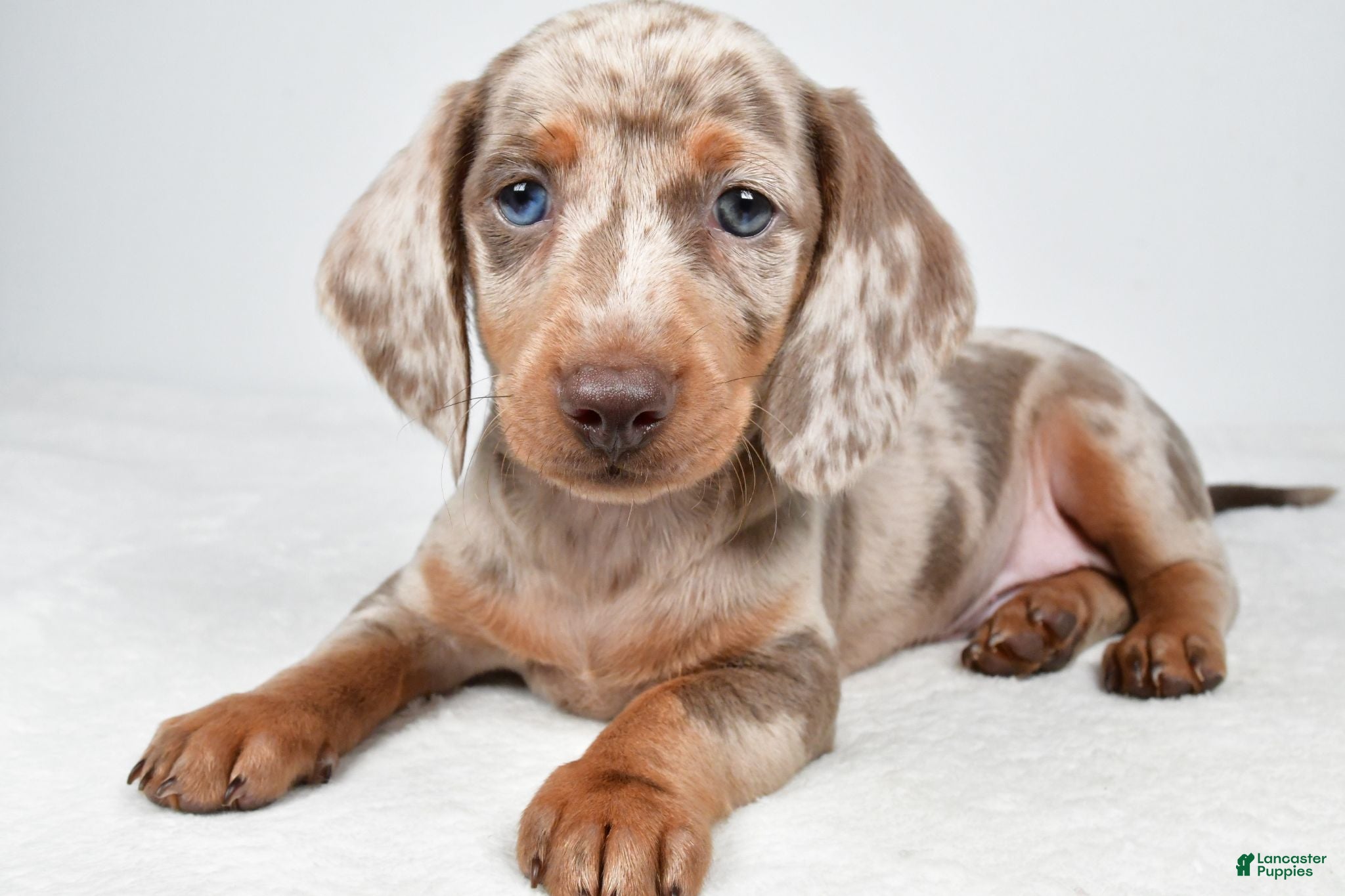 Miniature Dachshund dogs Gibson - Ad 1