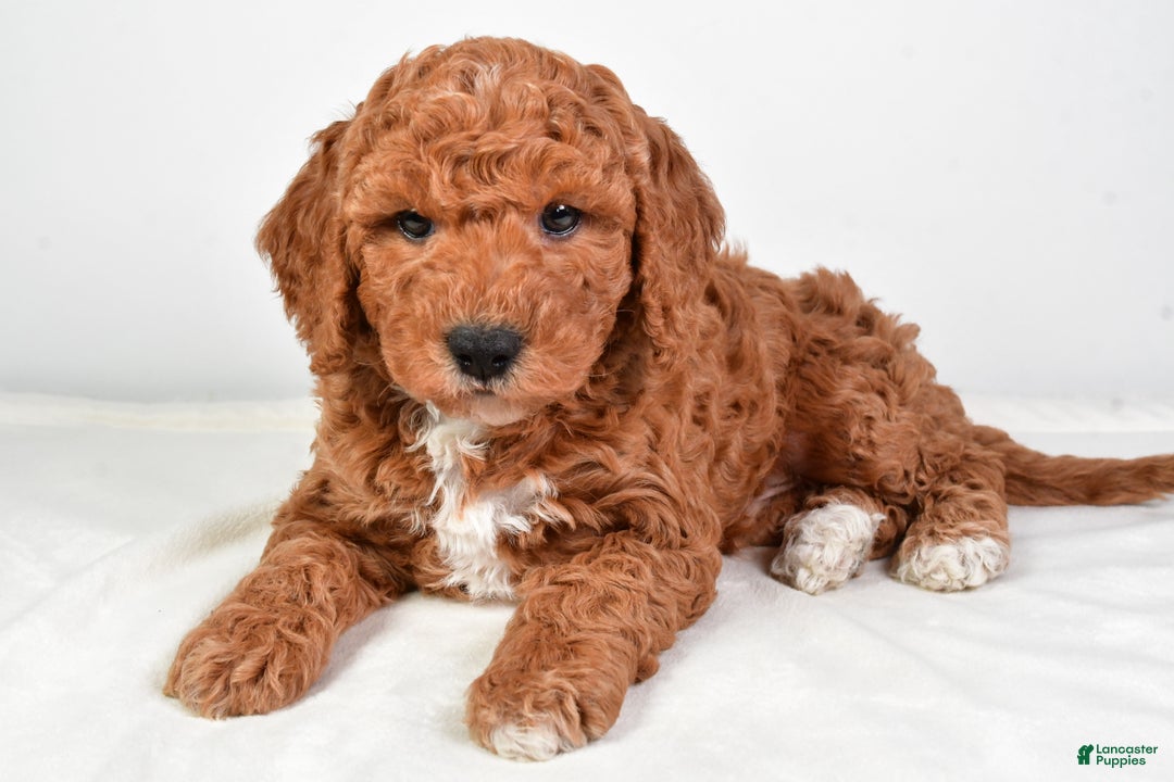 Mini Goldendoodle dogs for sale: Scott - Ad 6