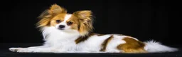 Papillon dogs for sale: Nerf - Ad 32