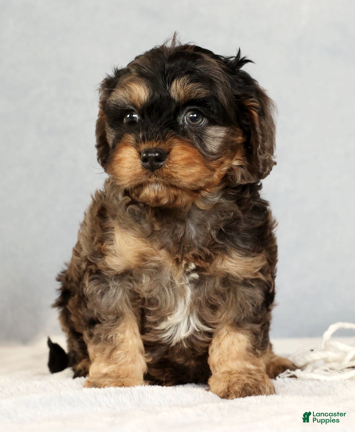 Cavapoo dogs Buck - Ad 2