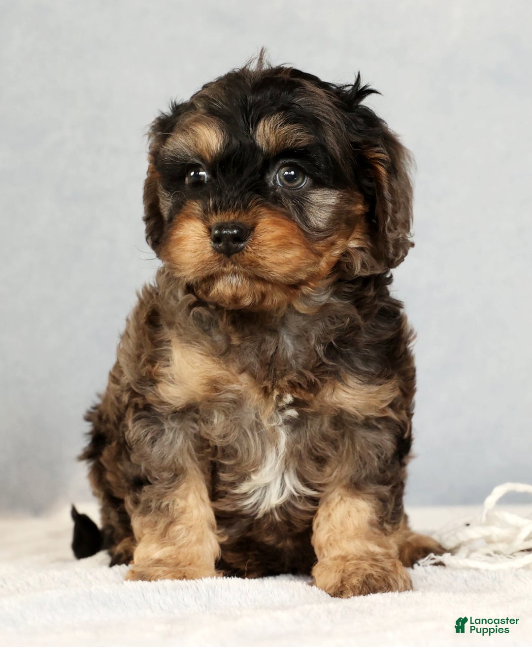 Cavapoo dogs for sale: Buck - Ad 2