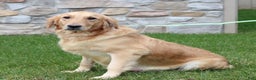 Golden Retriever dogs for sale: Shante  - Ad 5