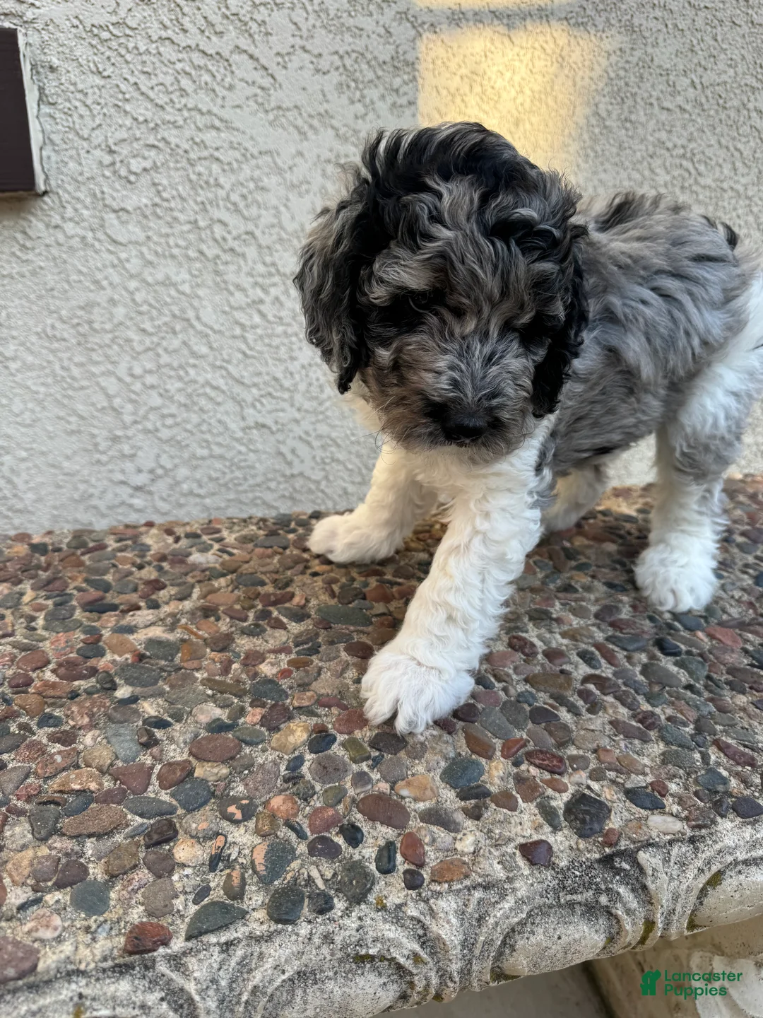 Bernedoodle dogs for sale: Oso - Ad 2