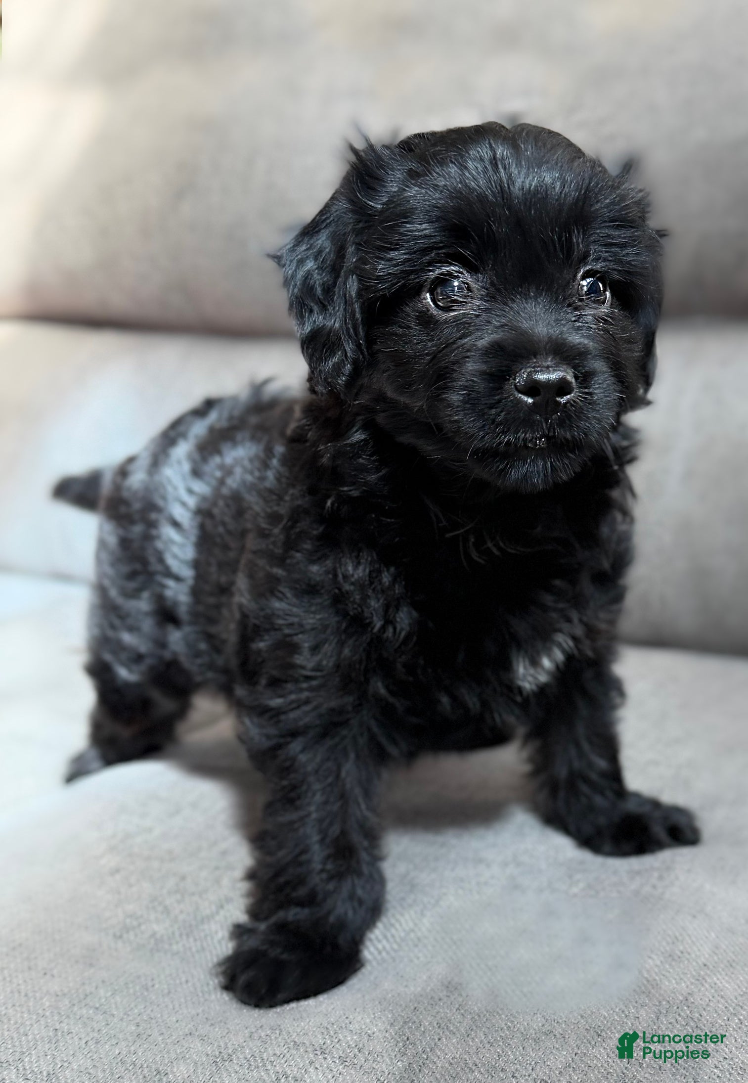 Mini Aussiedoodle dogs Izzy - Ad 1