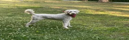 Goldendoodle dogs for stud: Priceless Beacon - Ad 4