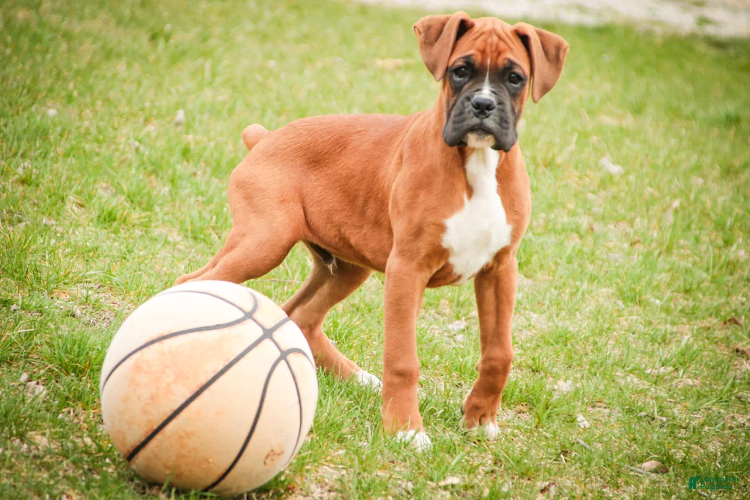 Boxer dogs for sale: Espresso - Ad 1