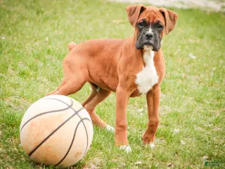 Boxer dogs for sale: Espresso - Ad 2
