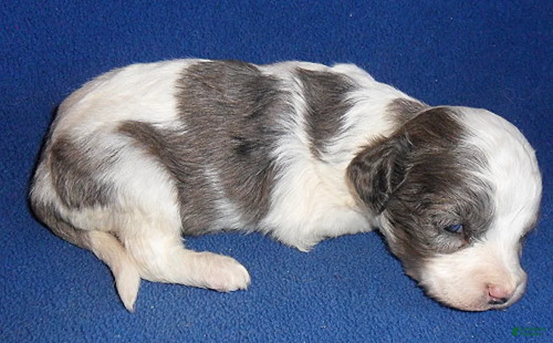 Cockapoo dogs for sale: Ringo - Ad 7