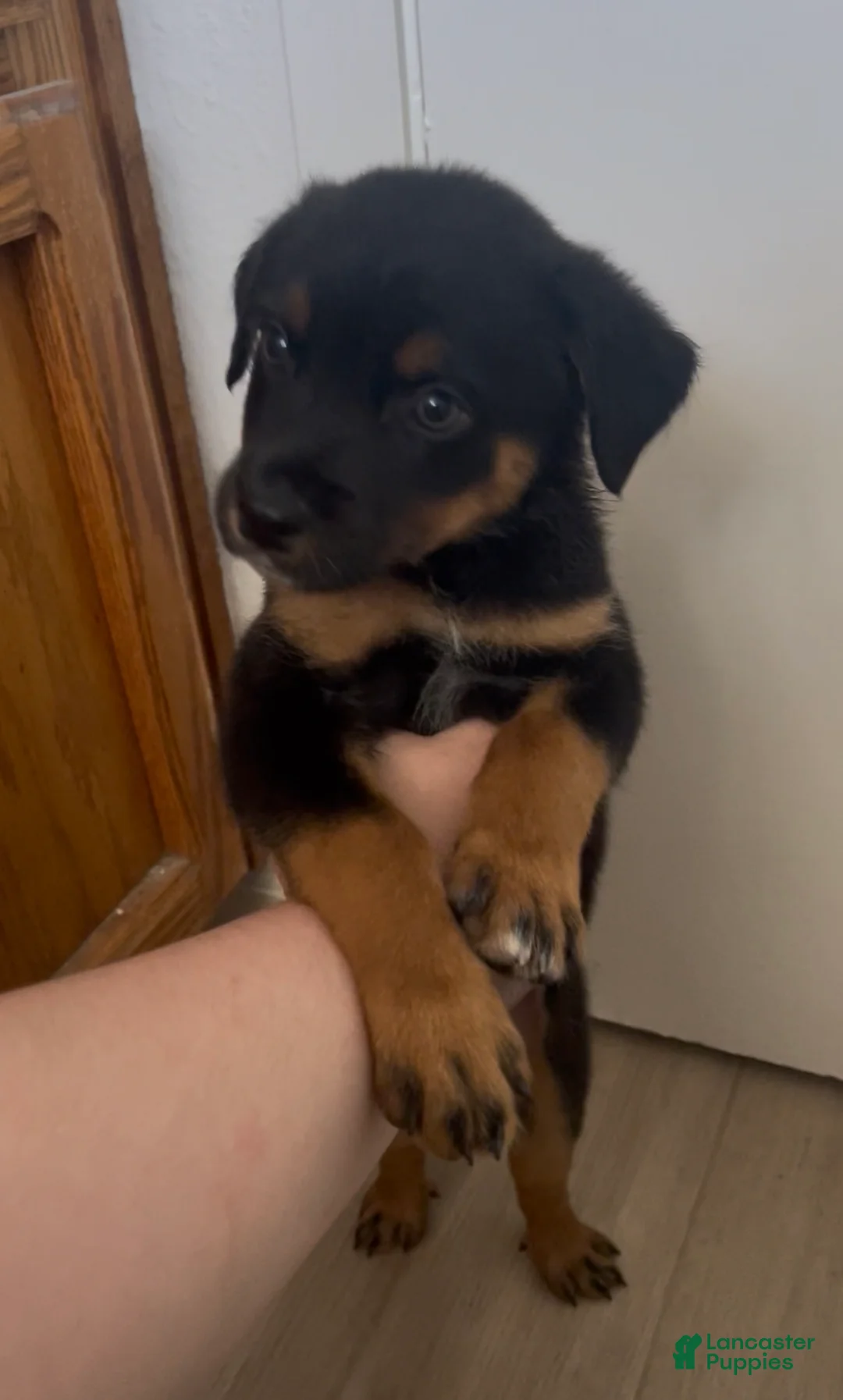 Mixed Breed dogs for sale: Boy 1 (no tail) Karma - Ad 1