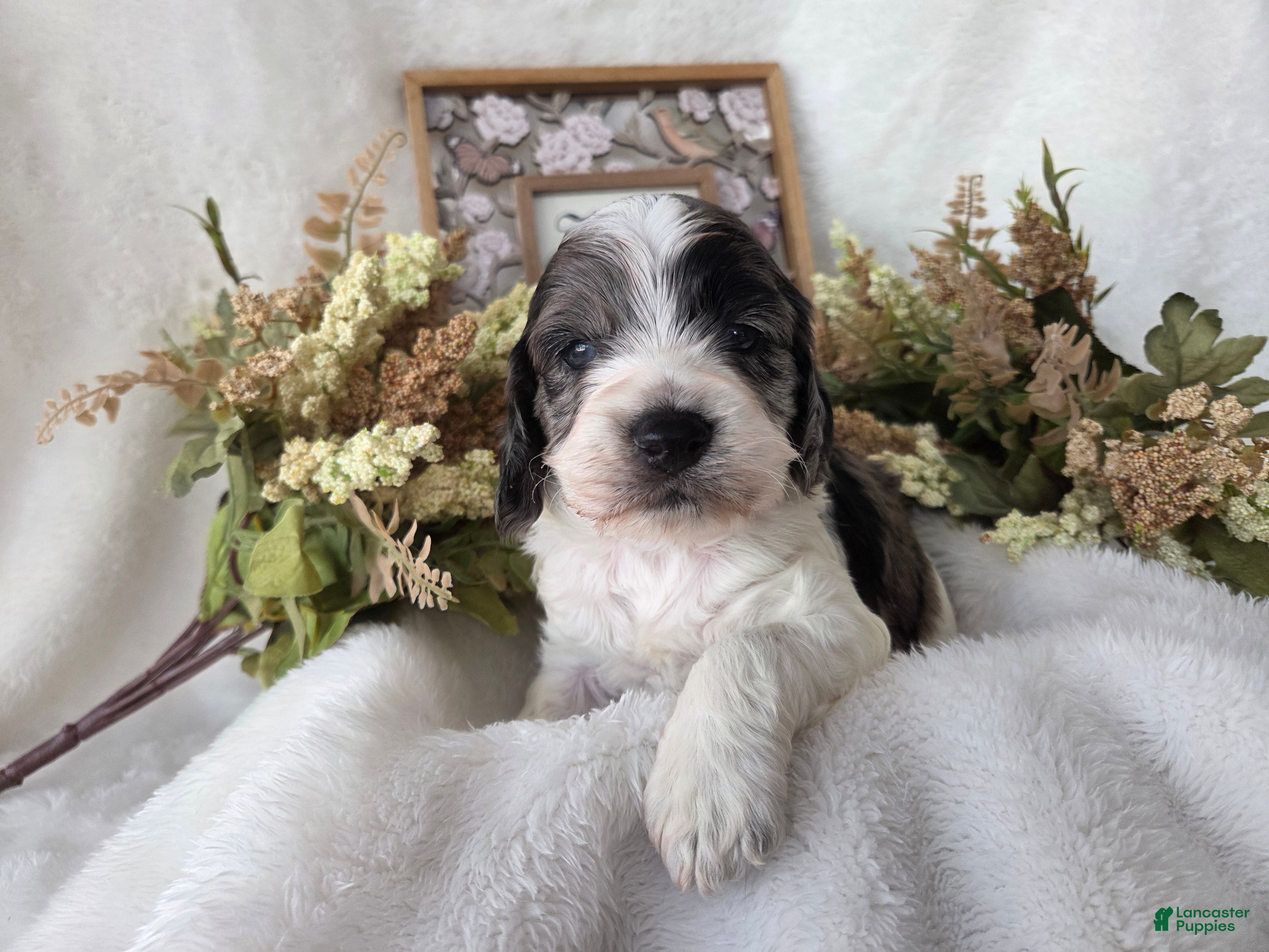 Cockapoo dogs Cockapoo Puppy 2 - Ad 4