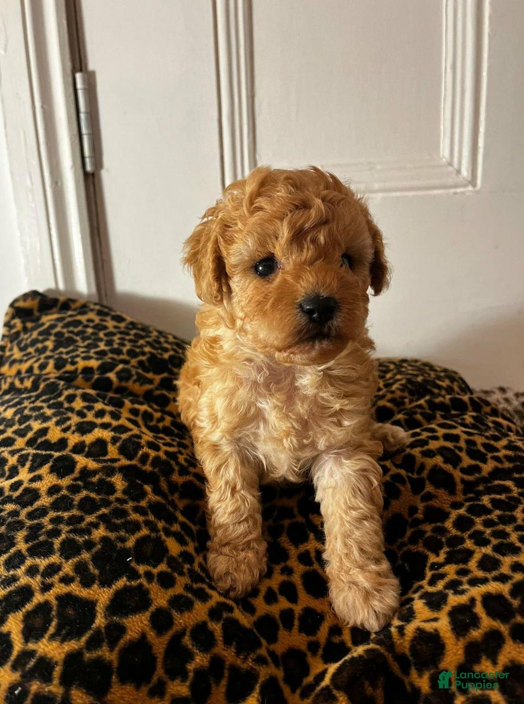 Maltipoo dogs for sale: Sara - Ad 7