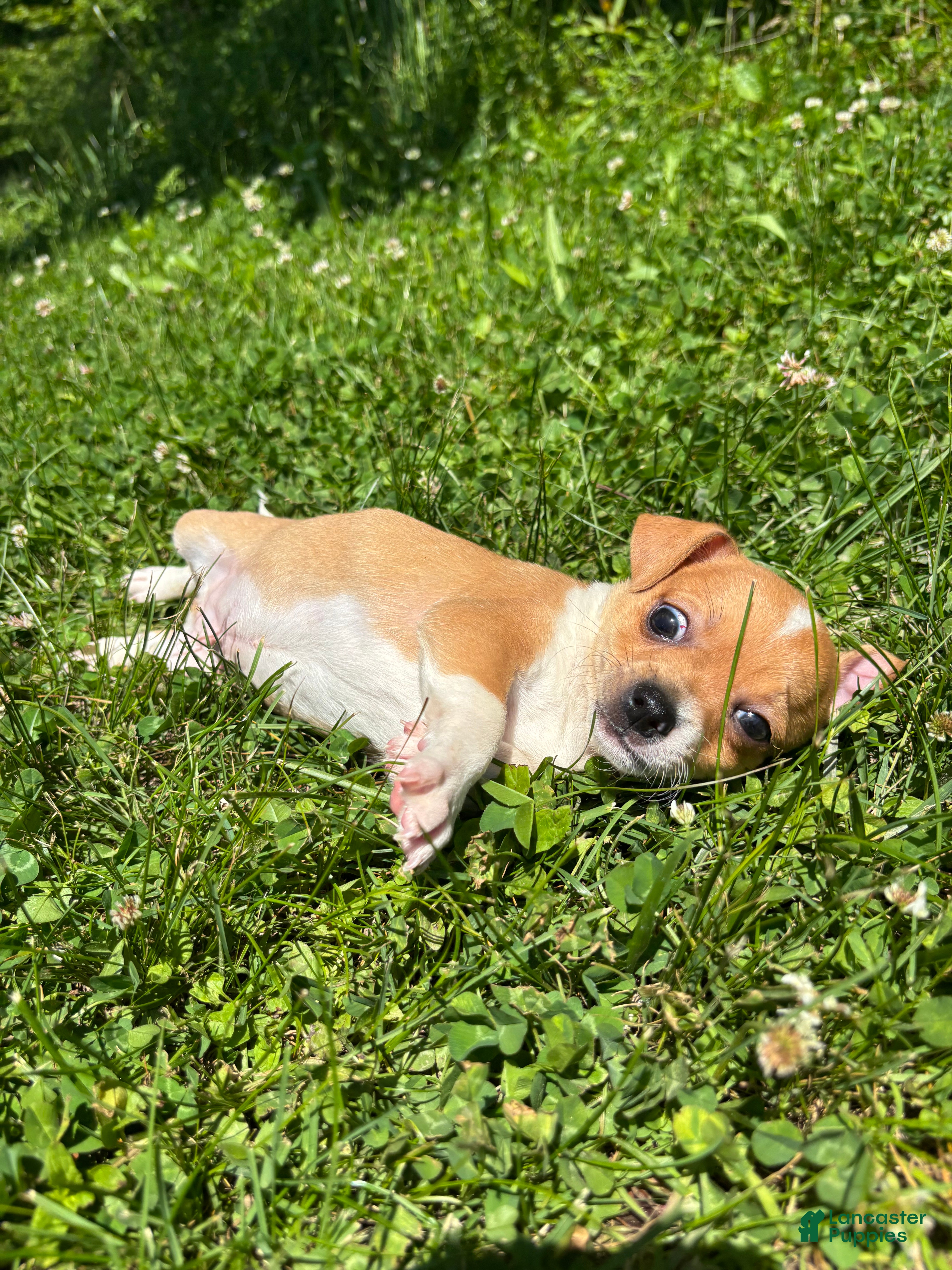 Chihuahua dogs Robert - Ad 2