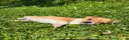 Chihuahua dogs for sale: Robert - Ad 2