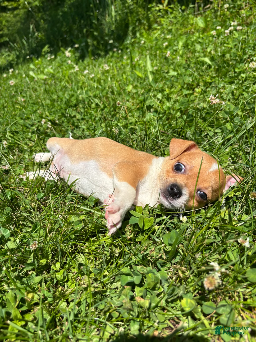 Chihuahua dogs for sale: Robert - Ad 2