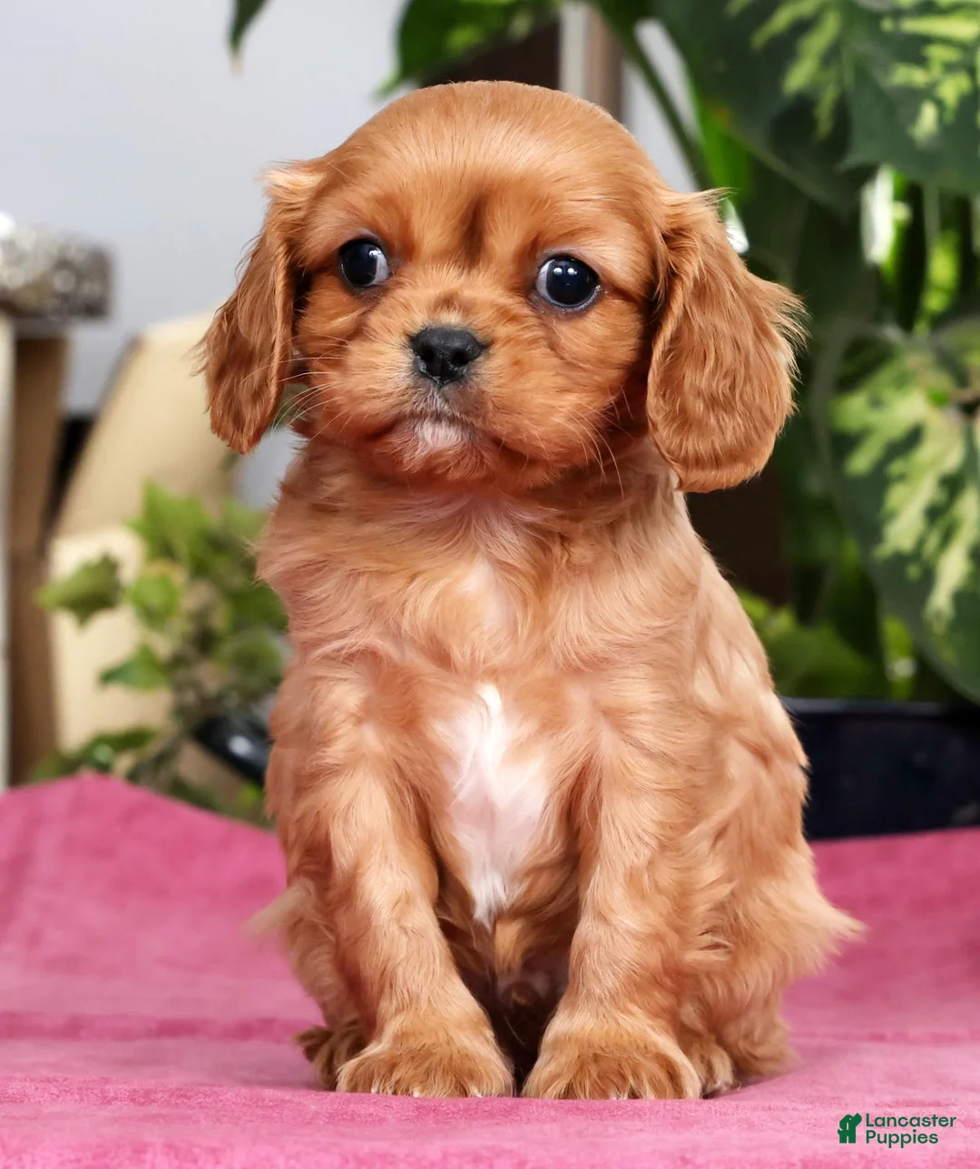 Cavalier King Charles Spaniel dogs for sale: Trevor - Ad 1