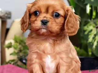 Cavalier King Charles Spaniel dogs for sale: Trevor - Ad 1