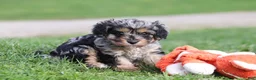 Cavapoo dogs for sale: Lainey - Ad 7