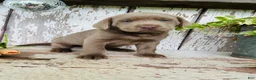 Labrador Retriever dogs for sale: Max  - Ad 6