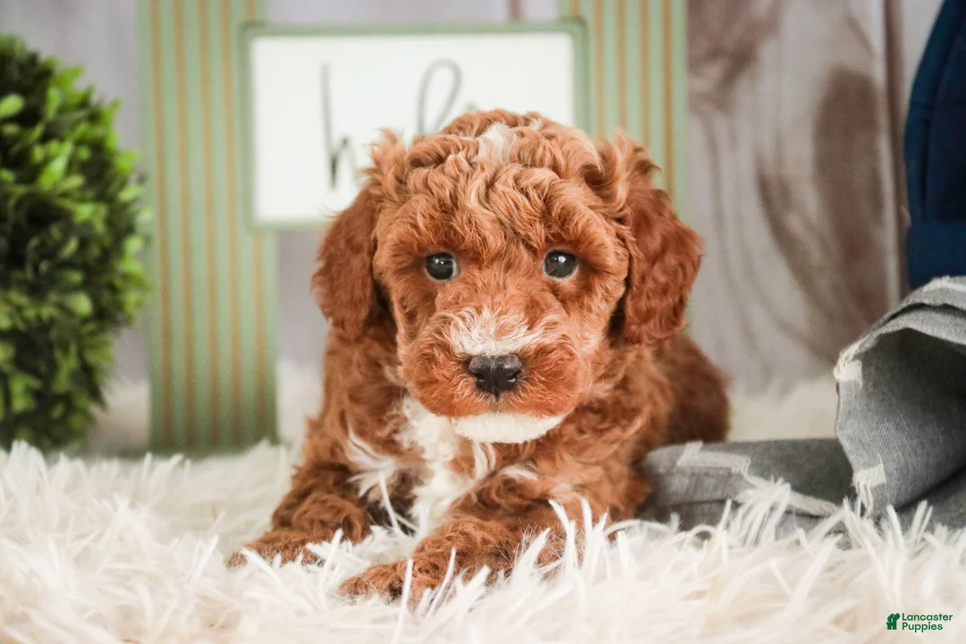Miniature Poodle dogs for sale: Jasper - Ad 1