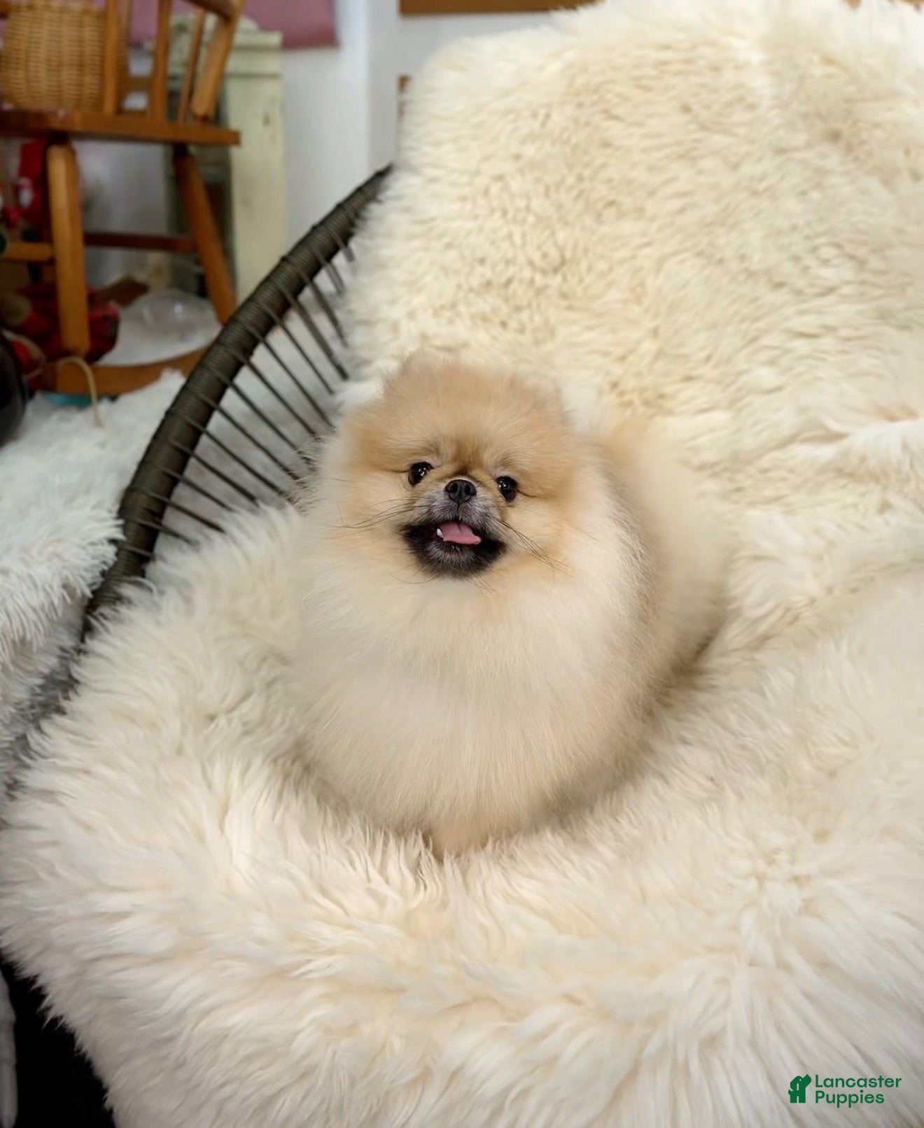 Pomeranian dogs for sale: Bitcoin  - Ad 1