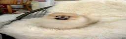 Pomeranian dogs for sale: Bitcoin  - Ad 1