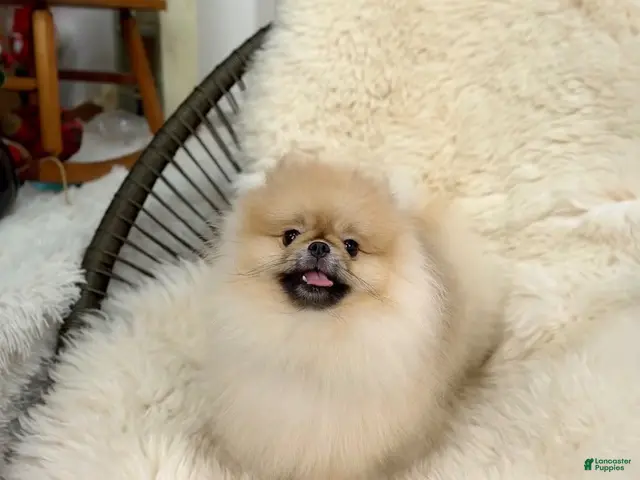 Pomeranian dogs for sale: Bitcoin - Ad 1