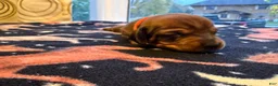 Dachshund dogs for sale: Bella - Ad 2