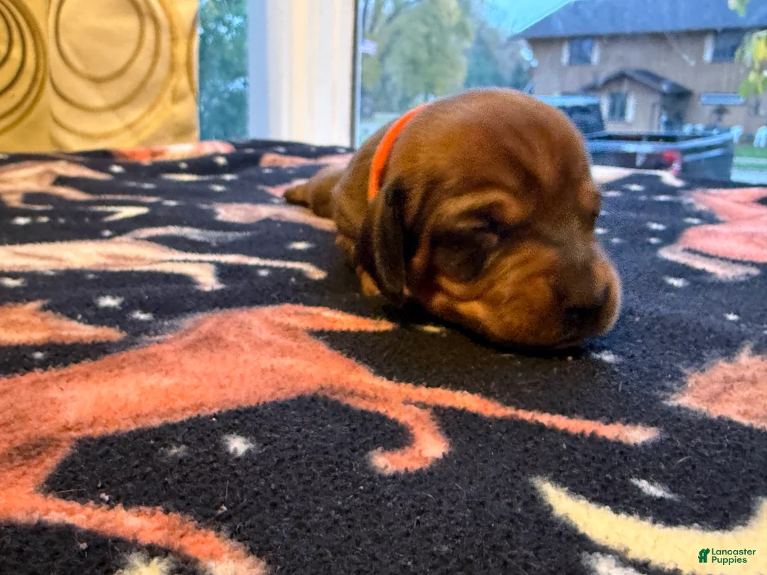 Dachshund dogs for sale: Bella - Ad 2