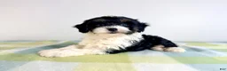 Bernedoodle dogs for sale: Trixie - Ad 5
