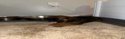Mixed Breed dogs for sale: Mixed Breed 6 - Ad 12