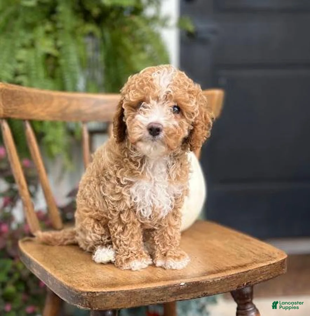 Cockapoo dogs for sale: Milo - Ad 7