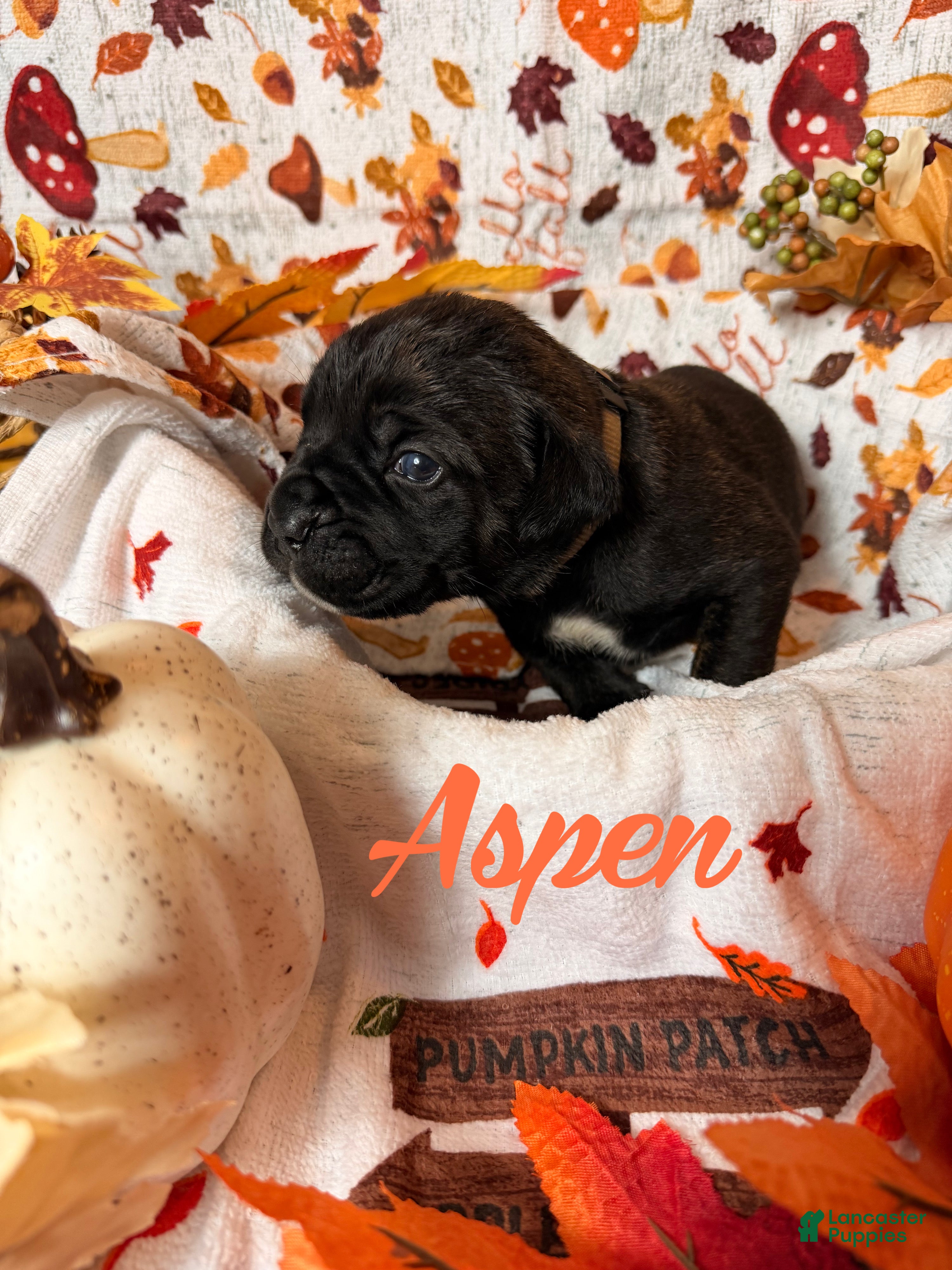 Cane Corso dogs Aspen  - Ad 1