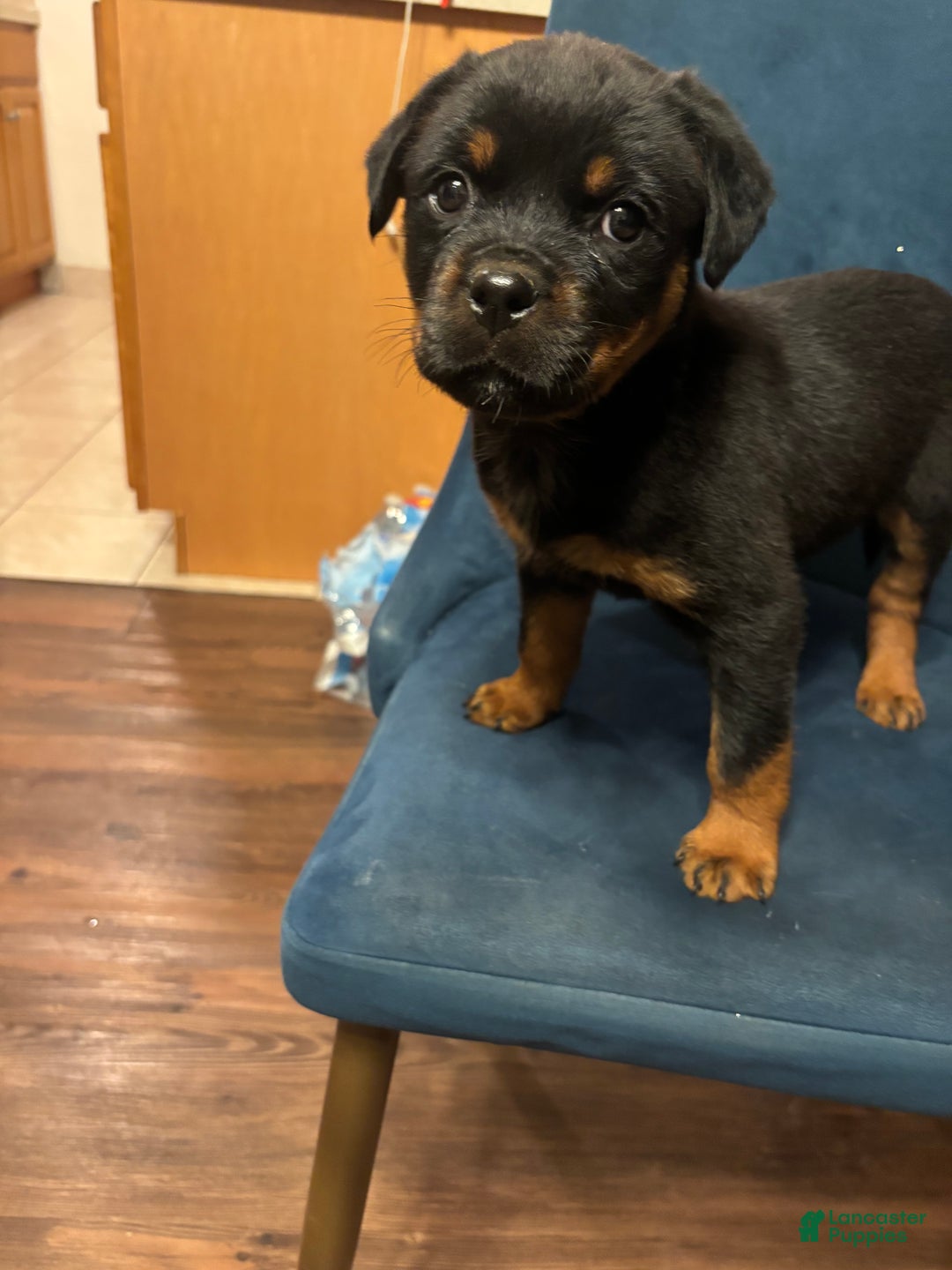 Rottweiler dogs for sale: Nae - Ad 6