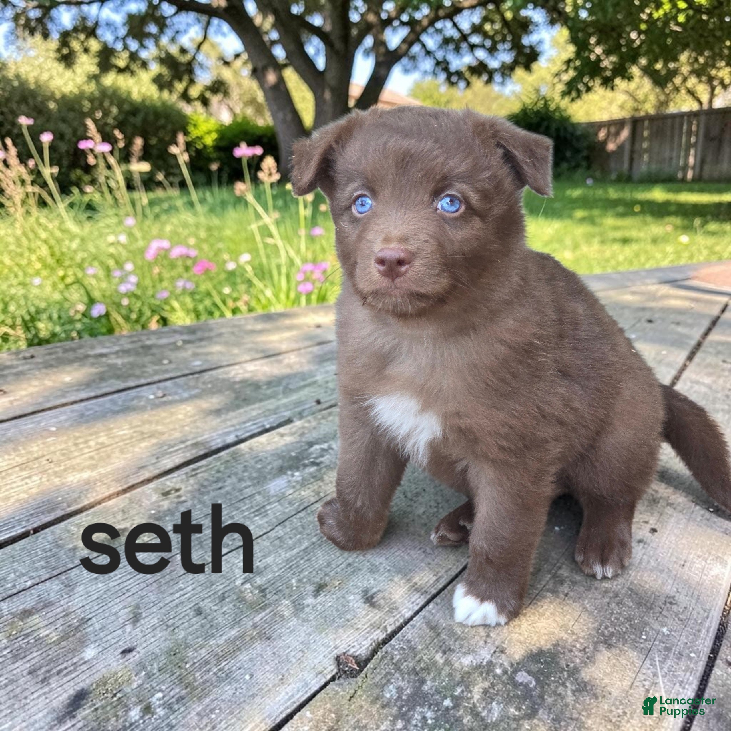 Australian Shepherd dogs Seth - Ad 1