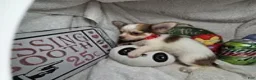 Chihuahua dogs for sale: Jimmy Neutronn - Ad 4