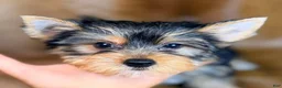Yorkshire Terrier dogs for sale: Tedd - Ad 3