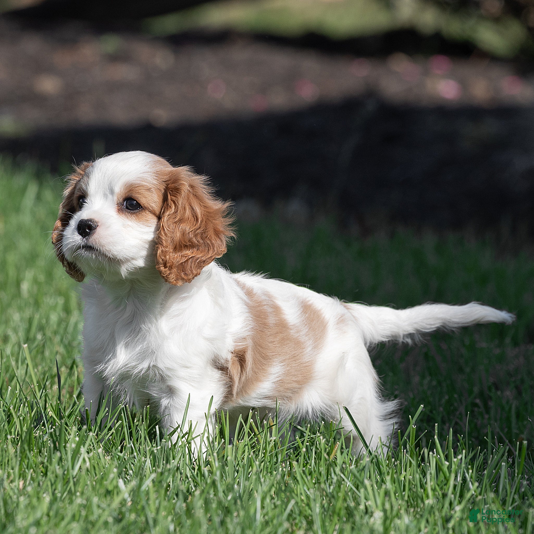 Cavalier King Charles Spaniel dogs for sale: Ben Cavalier King Charles Spaniel  - Ad 2