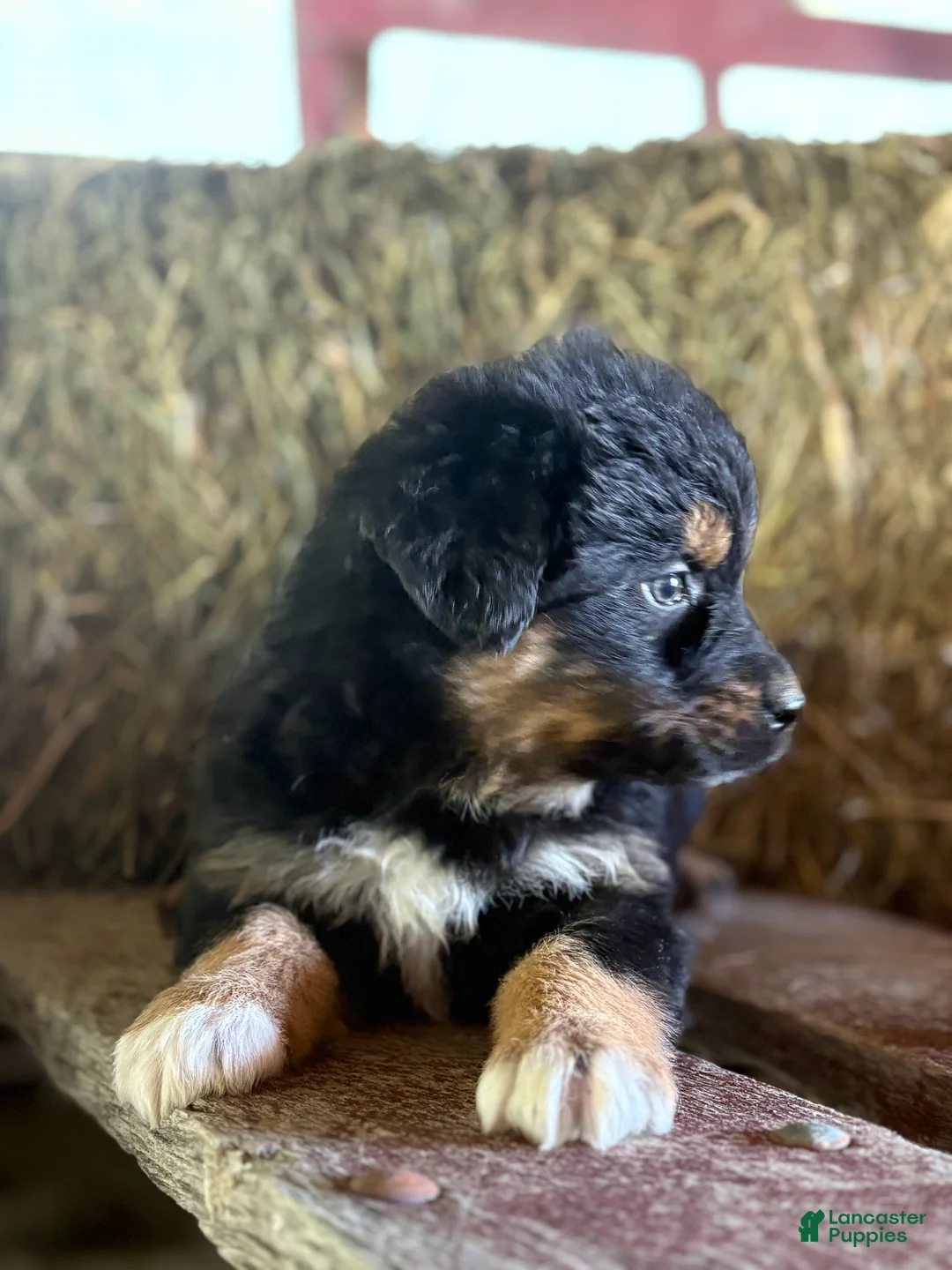 Australian Shepherd dogs for sale: Billy - Ad 2