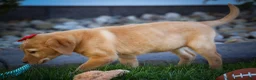 Labrador Retriever dogs for sale: NAOMI - Ad 14
