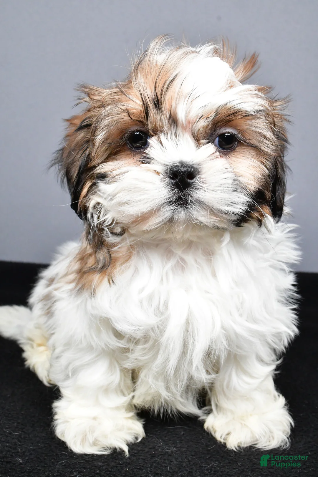 Shih Tzu dogs for sale: Flint - Ad 7