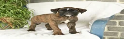 Boxer dogs for sale: Frank  - Ad 3