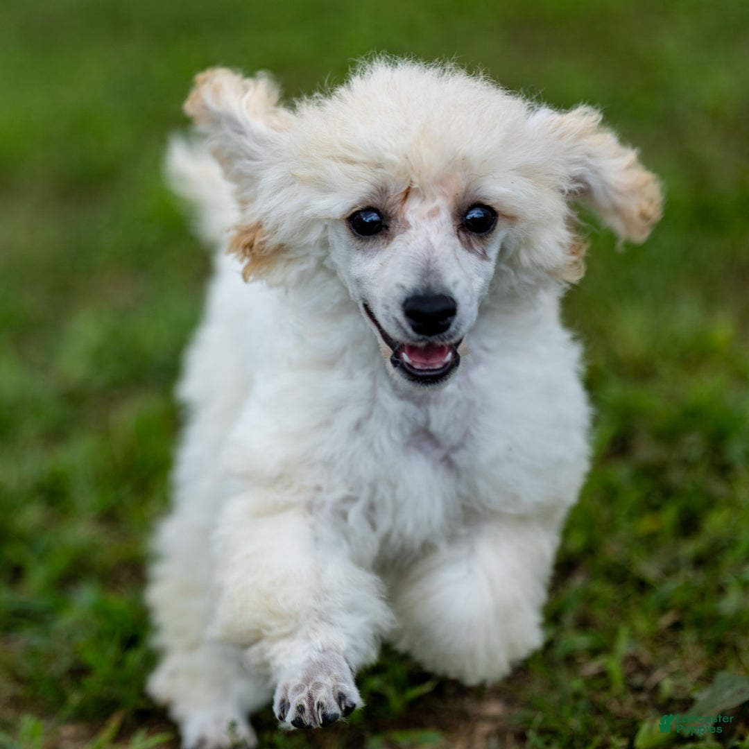 Toy Poodle dogs for sale: Oscar - Ad 2