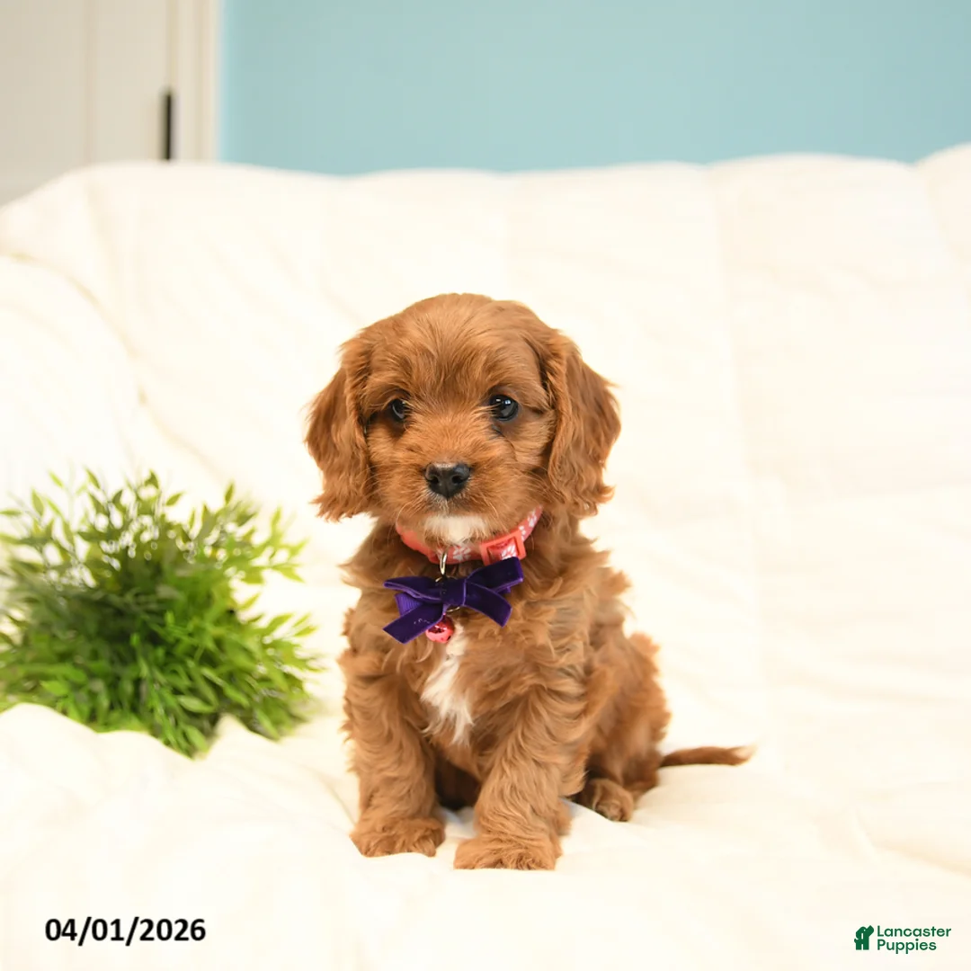 Cavapoo dogs for sale: Tulip - Ad 3