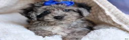 Bichpoo dogs for sale: NOAH - Ad 14