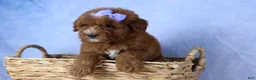 Mini Goldendoodle dogs for sale: 🐾 Meet Natasha – F2B Mini Goldendoodle Puppy 🐾 - Ad 7